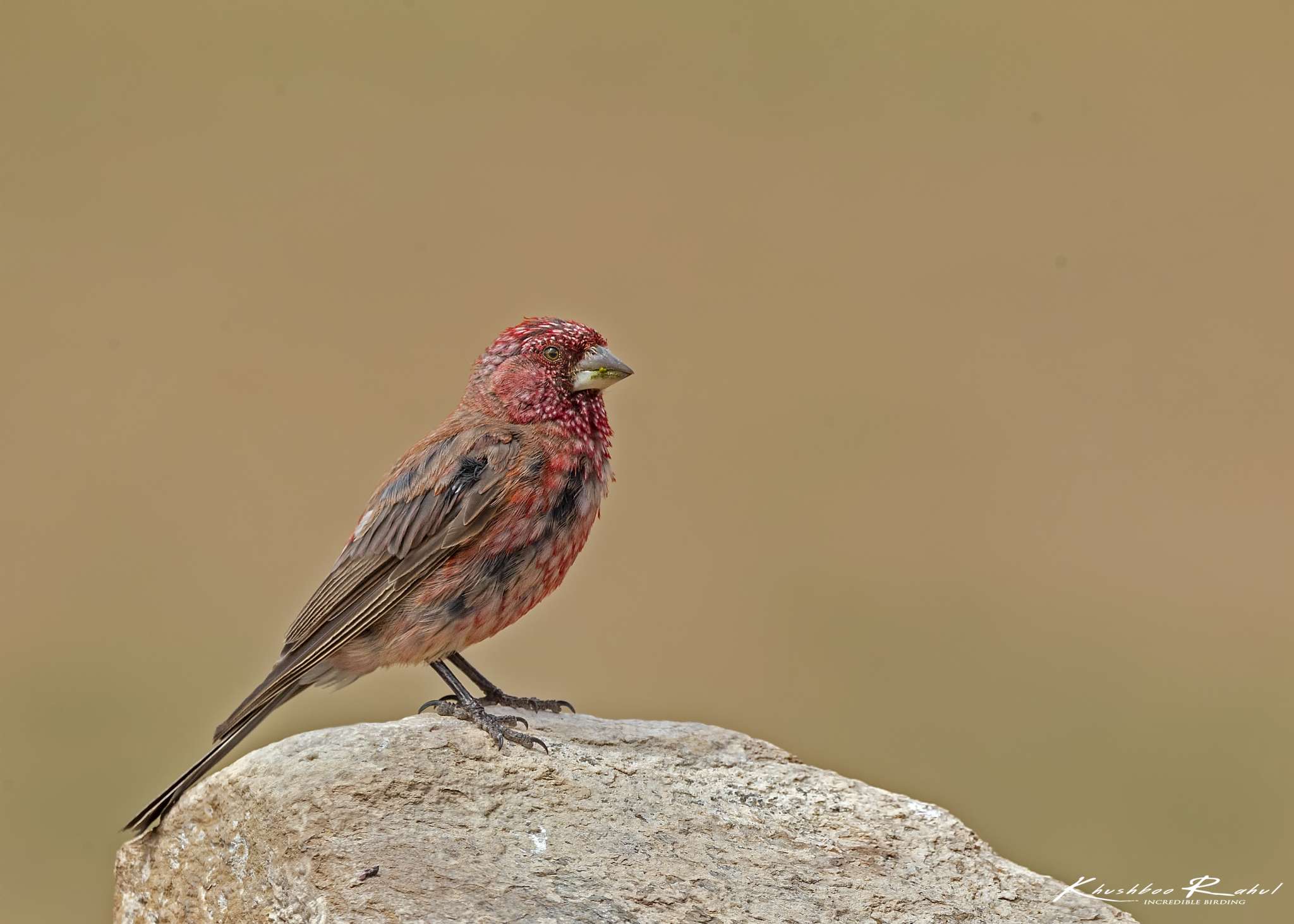 Great Rosefinch