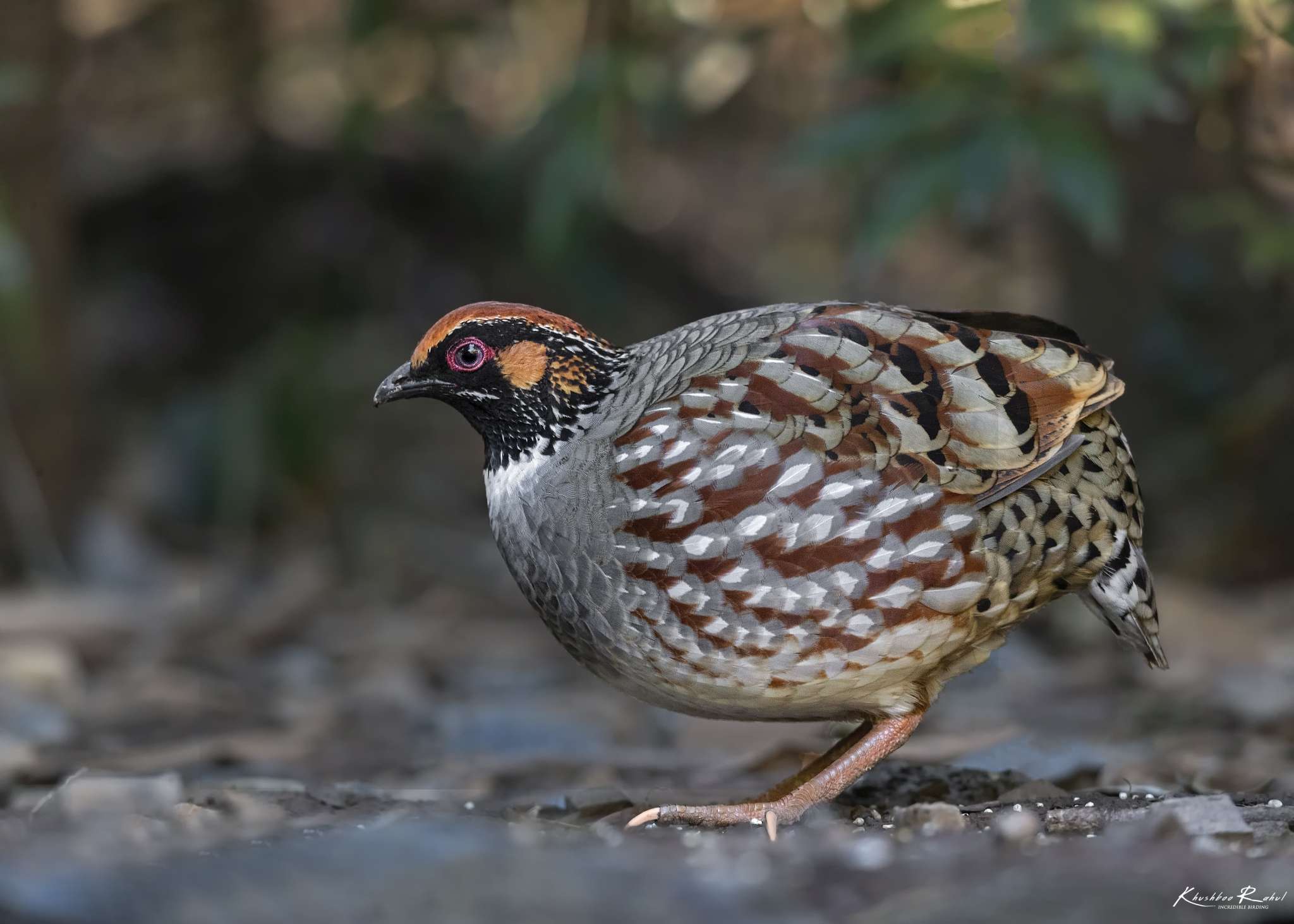 Hill partridge (Arborophila torqueola)