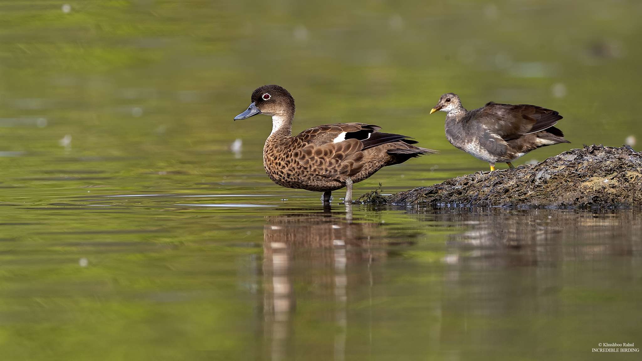 The Andaman teal (Anas albogularis)