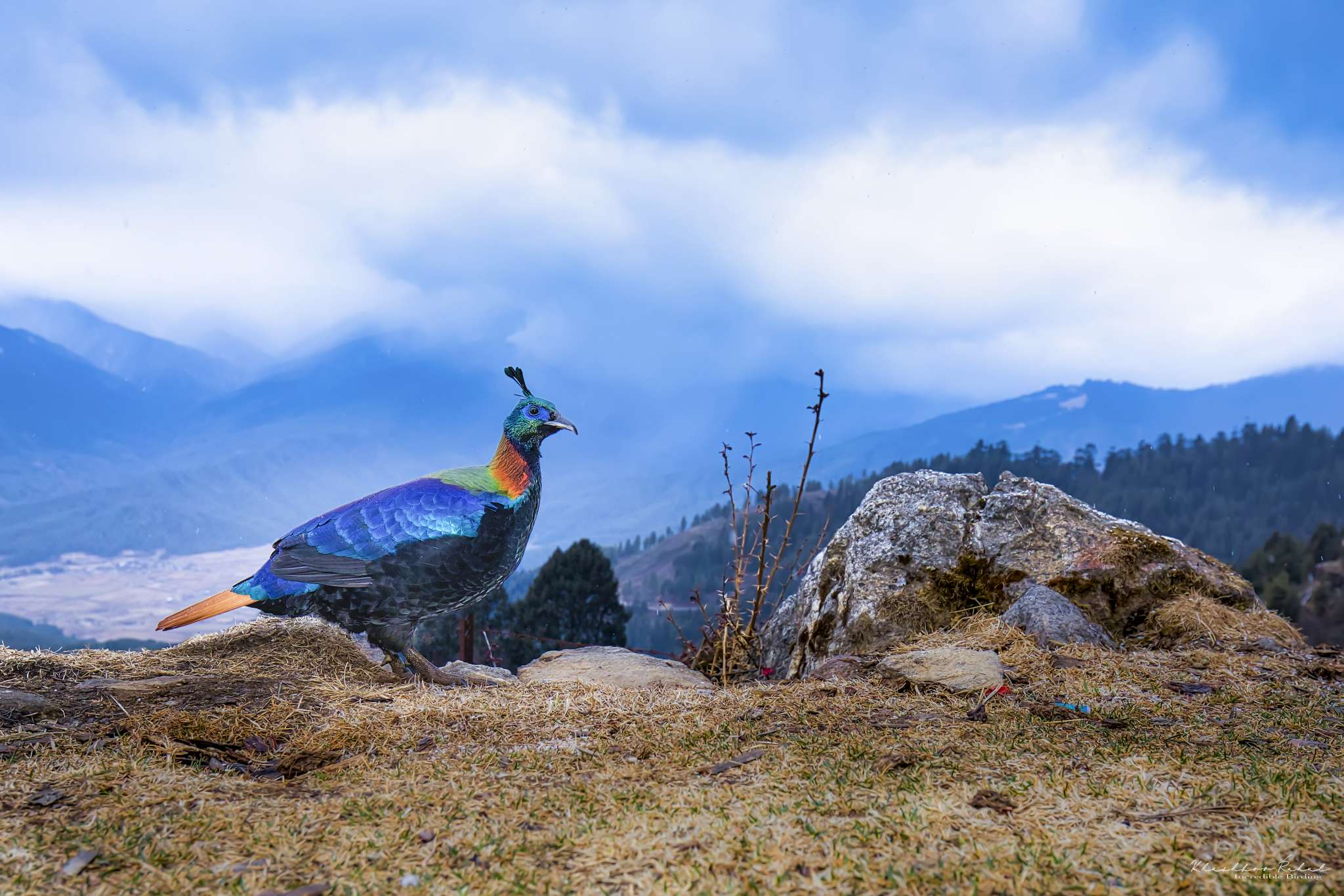 The Himalayan monal (Lophophorus impejanus)