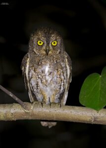 Walden's Scops Owl