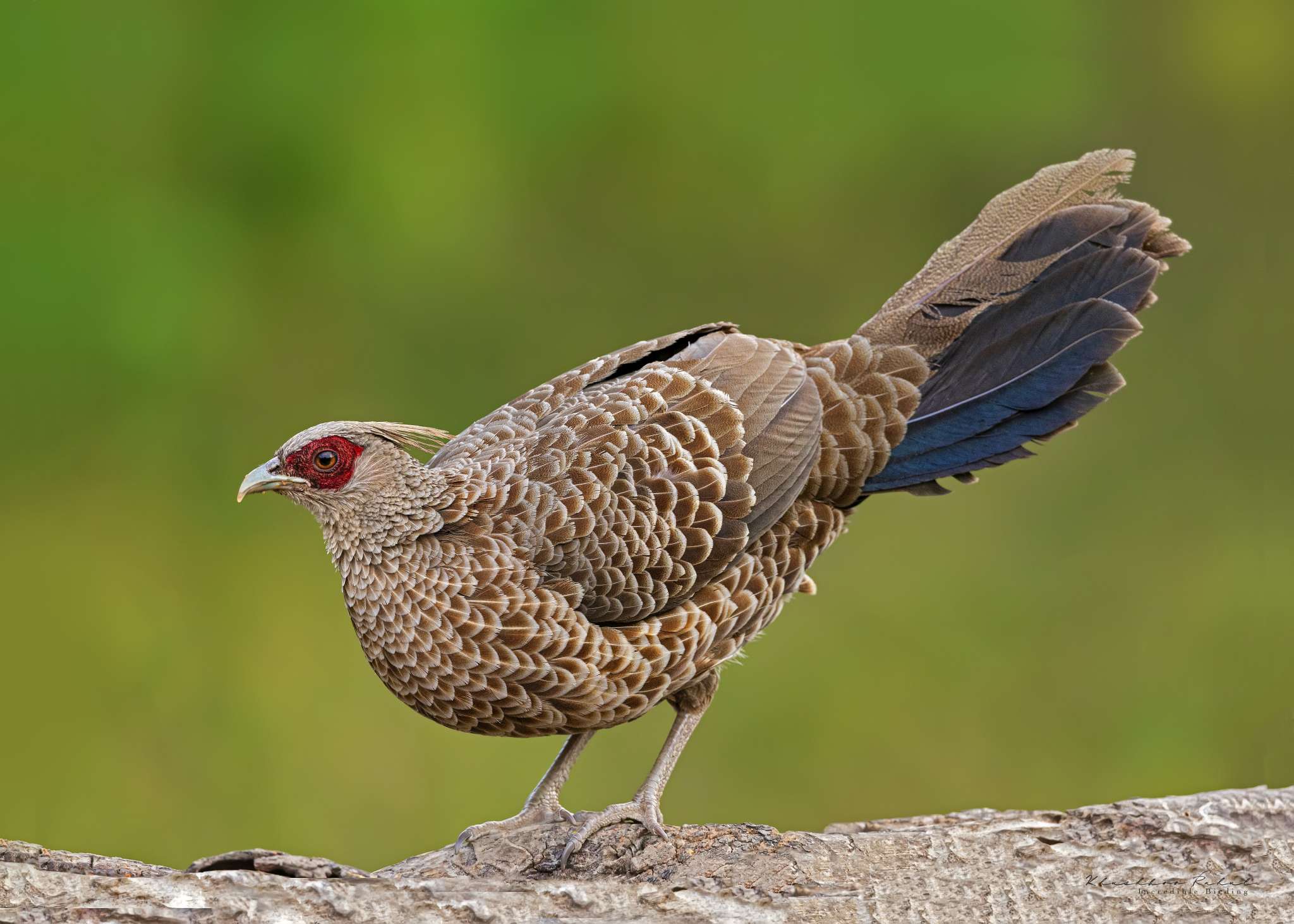 kalij pheasant female