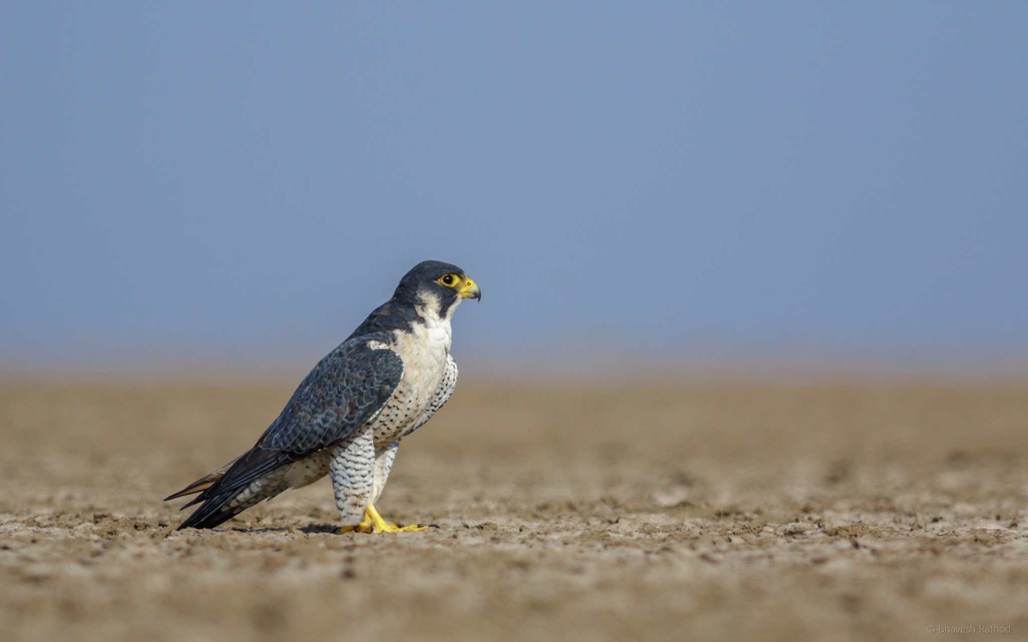 Peregrine Falcon